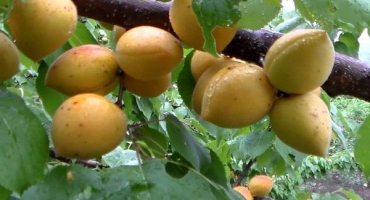 Popis odrůdy manitoba meruněk, výnos, výsadba a péče